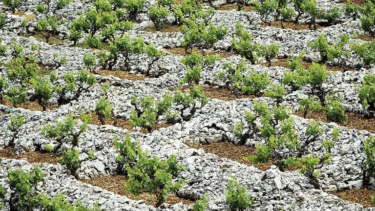 Stone walls support viticulture in Primosten