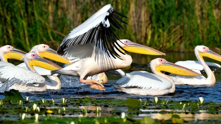 See birds as nowhere else at the Danube Delta, Romania