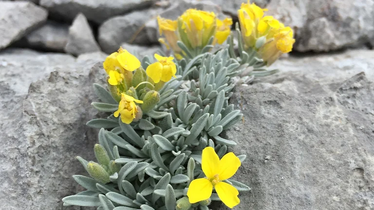 Look for the lovely, endemic Velebit Degenia flower