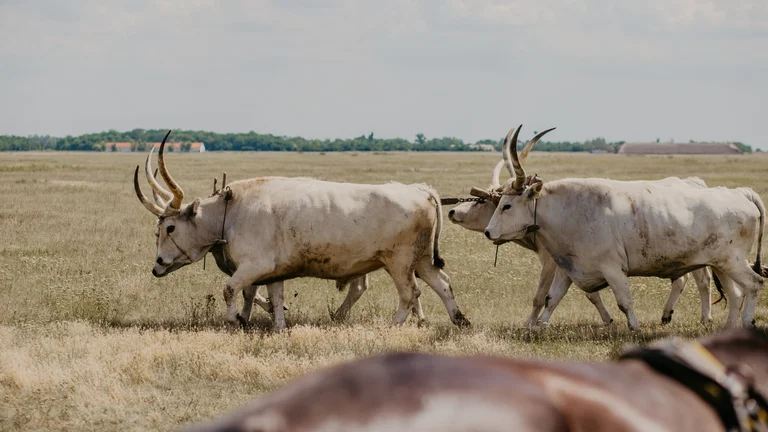 Imagine the strength of these animals at Hortobágy!