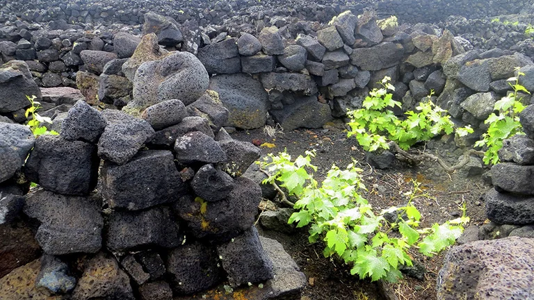 Contrasts abound in the landscape of the Pico Island Vineyard Culture