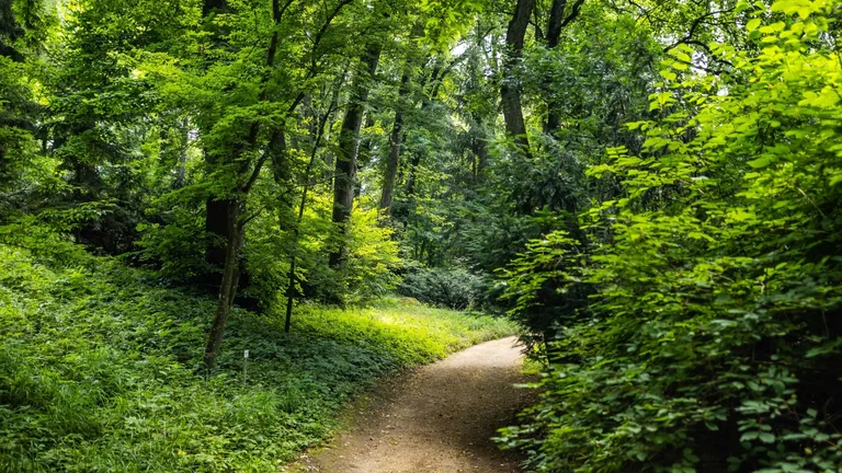 Zirc's lush forest will enchant you