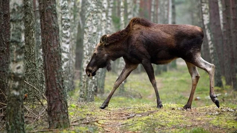You won't believe how large moose are until you see them in person!