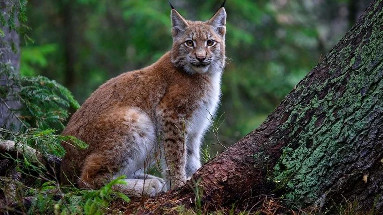 Bashful lynx live in the forest, so don't be dismayed if you don't see them