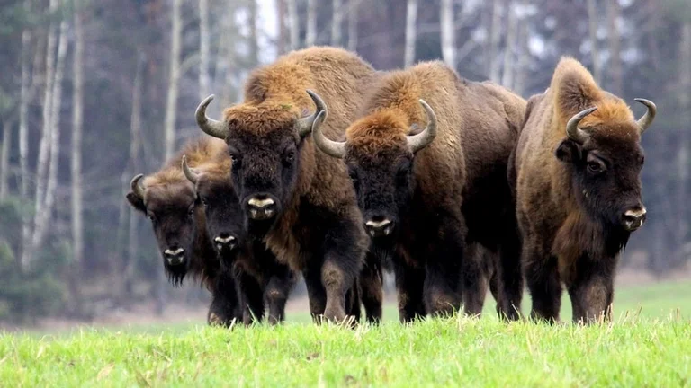 Roam the forest as the bison do