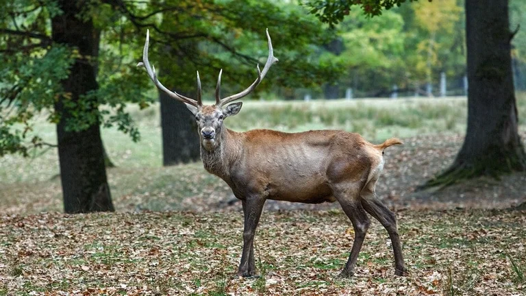 The sight of a stately stag will stop you in your tracks