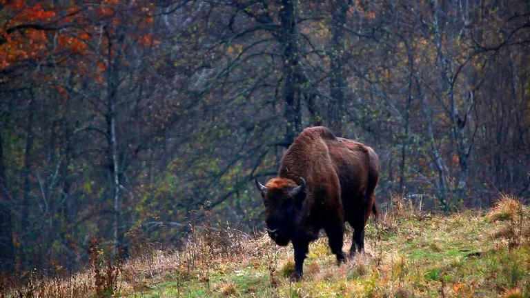 Marvel at the size of the bison living in the Carpathians