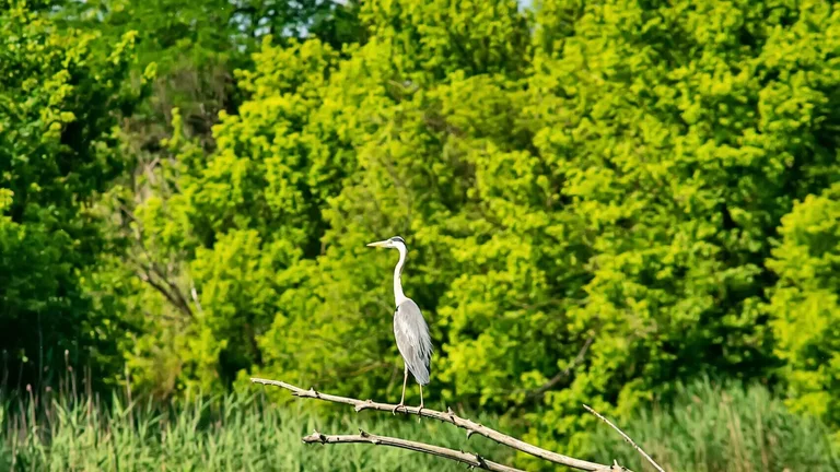 Carska bara, bird by lake