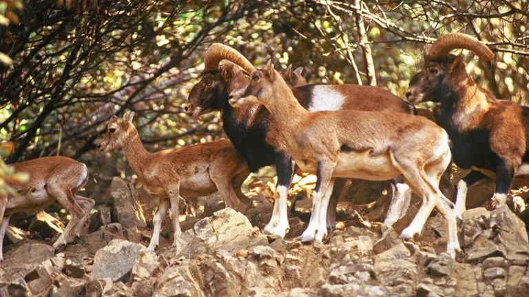 You'll find the Cyprus mouflon endearing