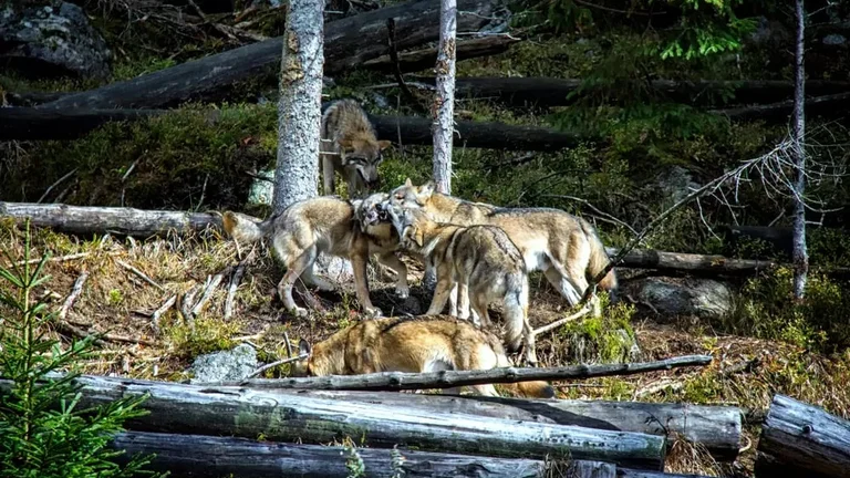 Admire a pack of wolves from the suspension observation bridge at the Srní Visitor Centre.