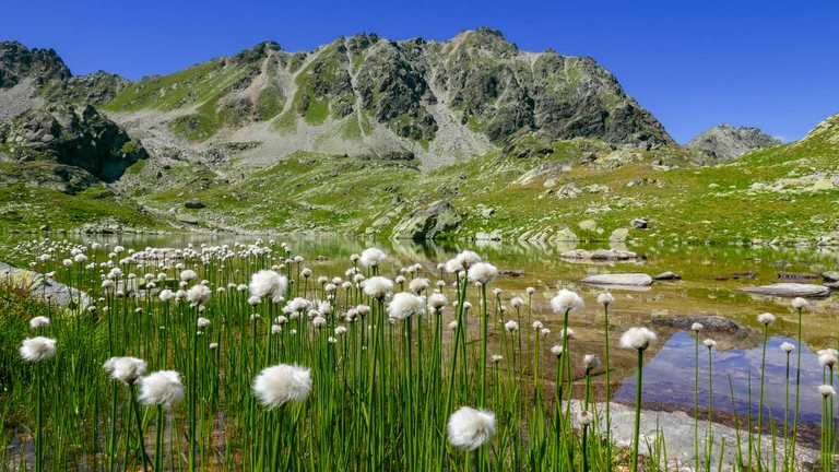 Fresh air and verdent flora enliven visitors to Macun Lakes in the Swiss National Park