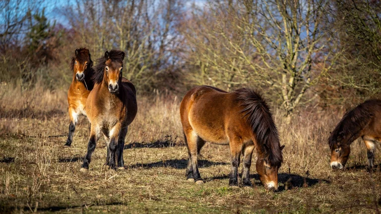 Imagine seeing the wild horses in Mašovice