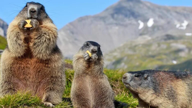 Tatra alpine marmot, Tatra National Park: When a golden eagle soars in the sky, you can hear its high-pitched whistle. This robust rodent, measuring 42 to 84 cm, is often found in alpine meadows. It is endemic just like the Tatra chamois.