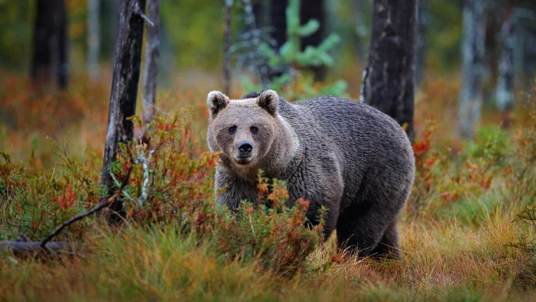 Brown bear, Tatra National Park: An uncrowned king of the Carpathian wilderness will awe you with its majesty! You can observe it from a safe distance thanks to experienced guides. © SLOVAKIA TRAVEL, Martin Šopinec