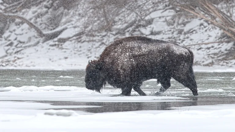 European bison, Poloniny National Park: A relative of the American bison can be found in this UNESCO-listed primeval forest.