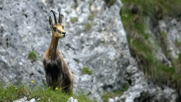 The chamois in the mountains. ©Ministry of Economy, Entrepreneurship and Tourism