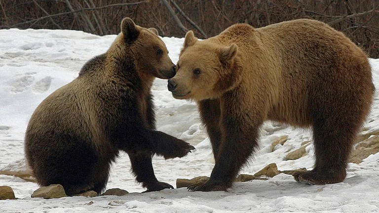 Bears in the Carpathians. ©Ministry of Economy, Entrepreneurship and Tourism