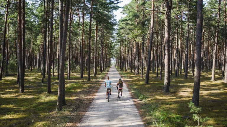 Pine forests provide shade on sunny summer days of cycling.