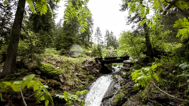 mountain biking on forest trails for lush scenery up close.