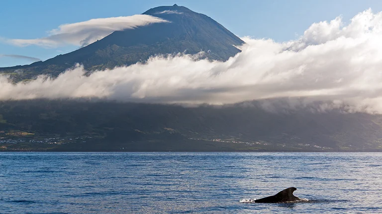Will you see exciting signs of underwater life at Cachalote Baleia on Ilha do Pico in the Azores?