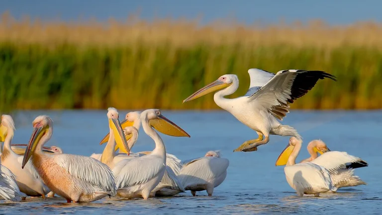 Single and group images of the great white pelican (Pelecanus onocrotalus) in natural habitat. Birds are shot in the rays of the soft evening sun close-up in flight and at rest