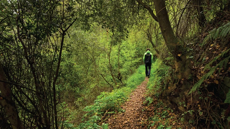 Person walking on a leaf-covered trail through a lush green forest.