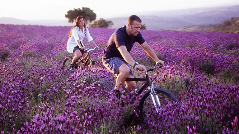 Two people biking through a field of purple flowers at sunset.