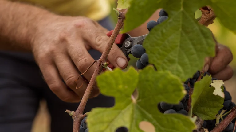 Hands pruning grapevines with secateurs, bunch of dark grapes in focus.
