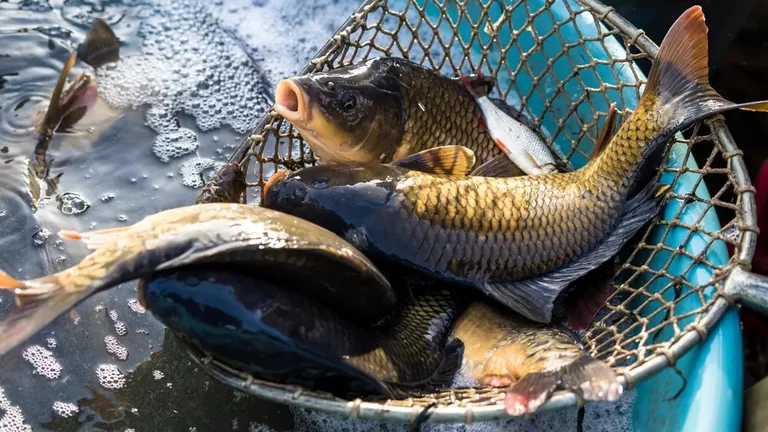 Freshwater fish caught in a net over water with bubbles.