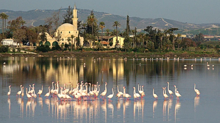 A lake scene with flamingos wading in the water, reflecting a beautiful mosque with palm trees and hills in the background.