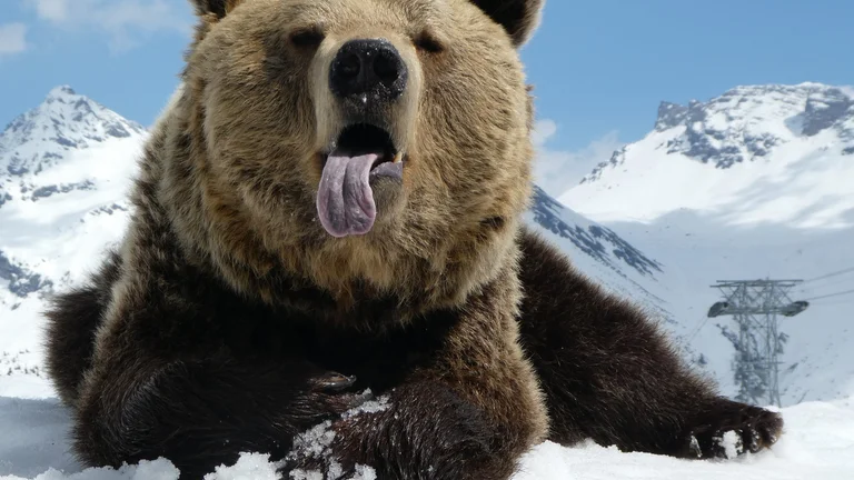 A close-up of a grizzly bear lounging in the snow, tongue out, with snowy mountains and a ski lift in the background.