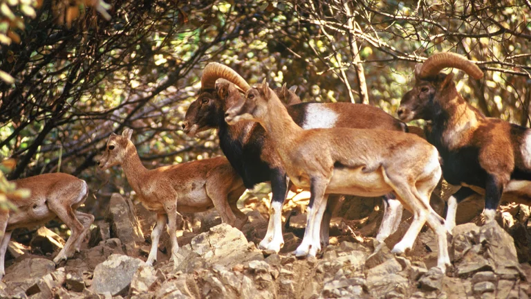 A group of four wild goats and a young deer navigate rocky terrain under thick foliage, showcasing their natural habitat.