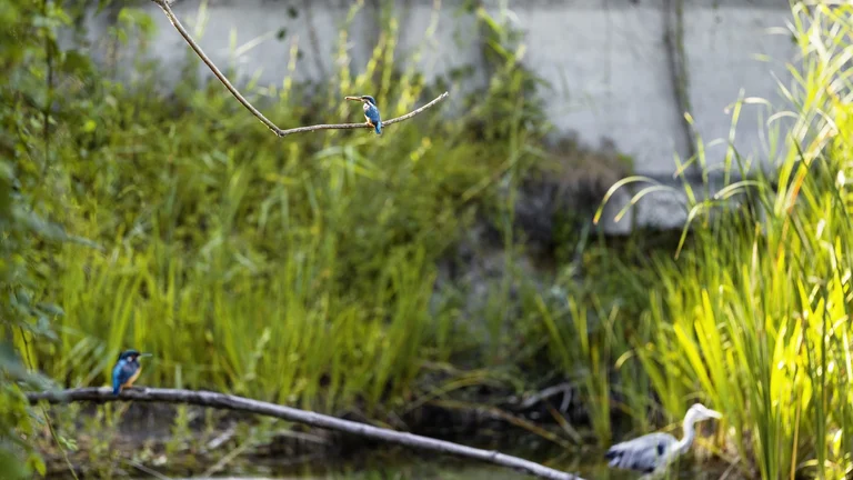 Two colorful kingfishers are perched on branches above a serene pond, surrounded by lush green grasses and a distant heron.
