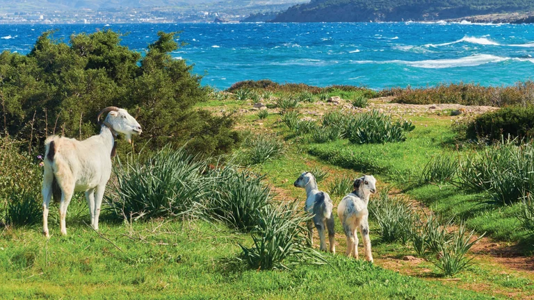 A white goat and two kids stand on a grassy shoreline, with a vibrant blue sea and distant land in the background.