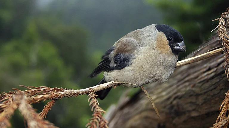 Close-up of an Azores bullfinch resting on a branch.