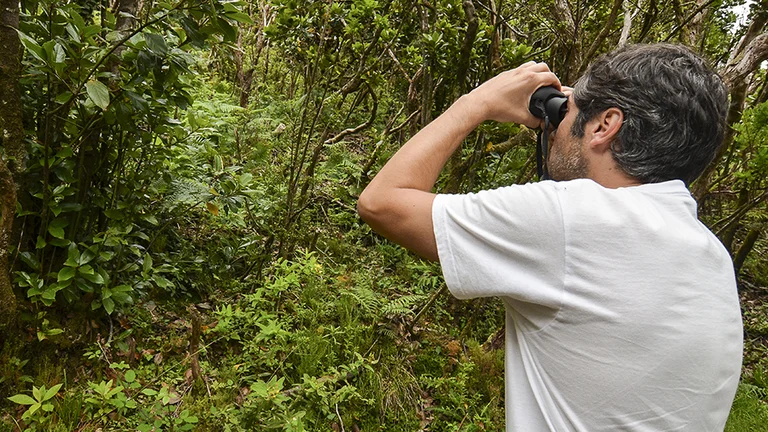 A person in a white shirt observes nature through binoculars, surrounded by dense greenery and lush foliage in a forested area.