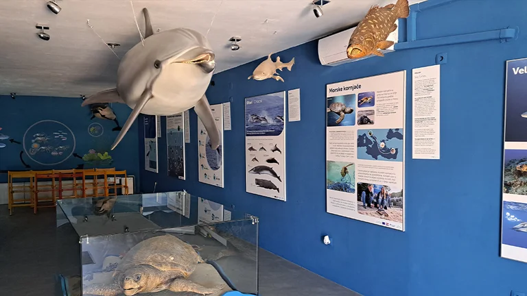 An educational marine exhibit featuring lifelike models of a dolphin, fish, and a turtle surrounded by informative posters.