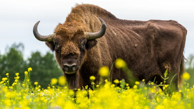 A large bison stands in a field of yellow wildflowers, its thick fur and curved horns distinctive against a blurred green backdrop.
