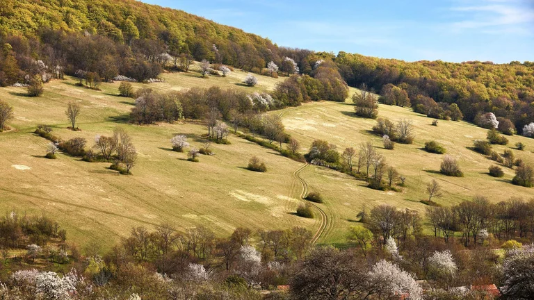 Lush green hills dotted with flowering trees under a clear blue sky, featuring winding paths and vibrant spring foliage.