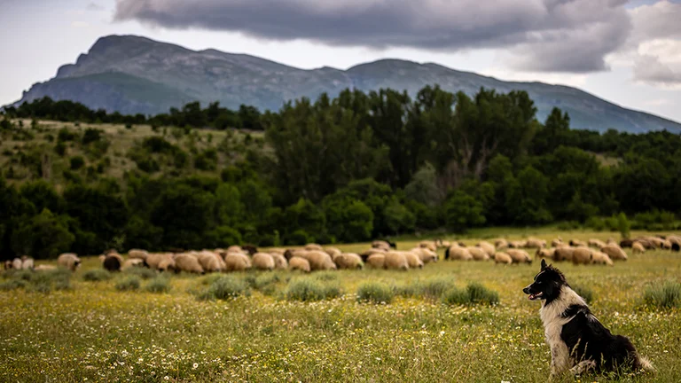 A black and white sheepdog sits attentively in a lush green field, watching over a flock of sheep grazing in the background.