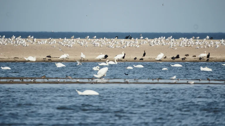 A tranquil scene of various birds, including swans and seagulls, scattering across sandy shores and calm waters under a clear blue sky.
