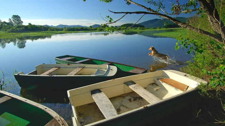 Small boats by the calm waters of Cerknica Lake, Slovenia, with a dog joyfully jumping into the water.