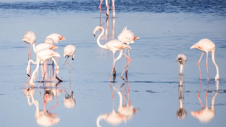 Flock of flamingos feeding in shallow water.