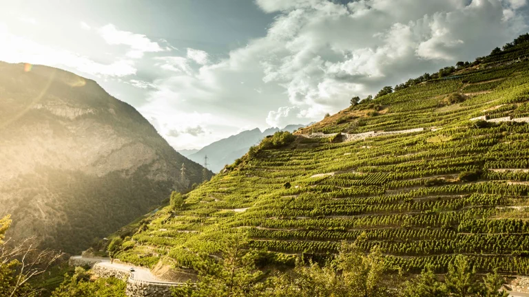 Terraced vineyards of Visperterminen in Valais, Switzerland, set against Alpine peaks.