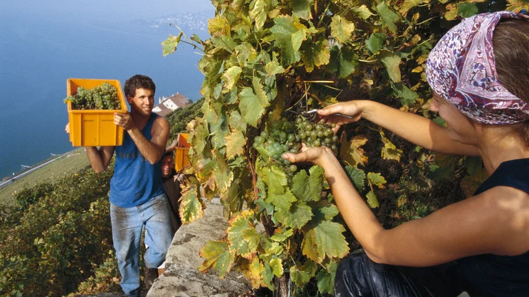 Grape harvest in Switzerland with workers picking and carrying fresh grapes in vineyards above a lake.