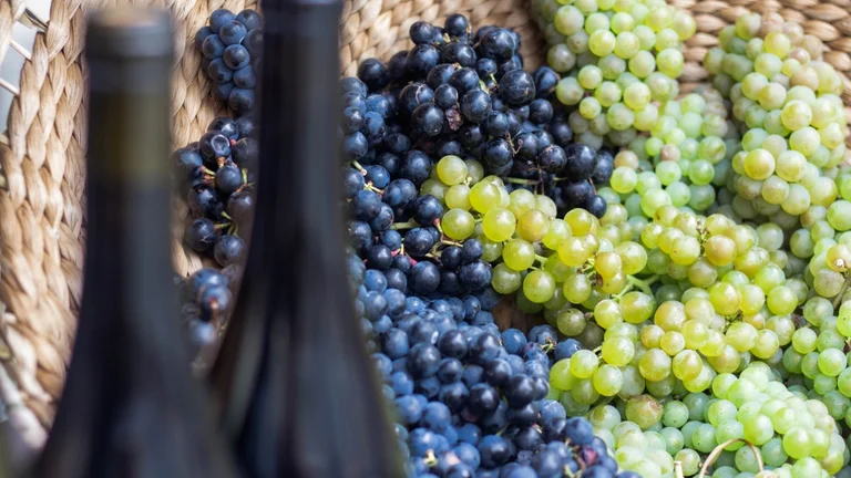 Close-up of freshly harvested green and red wine grapes in a wicker basket, with wine bottles in the foreground, Poland.