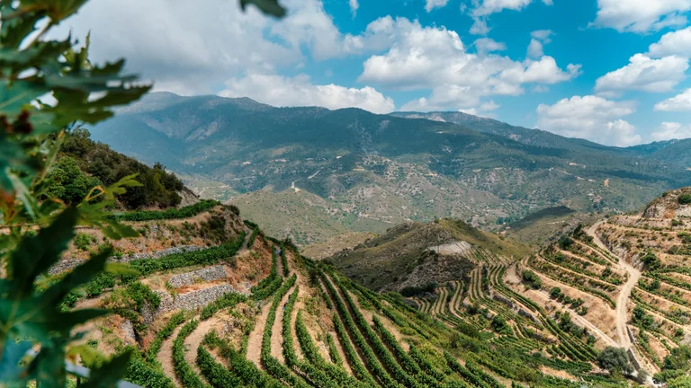 Terraced vineyards on the hillsides of Limassol, Cyprus, with a backdrop of rugged mountains under a blue sky.