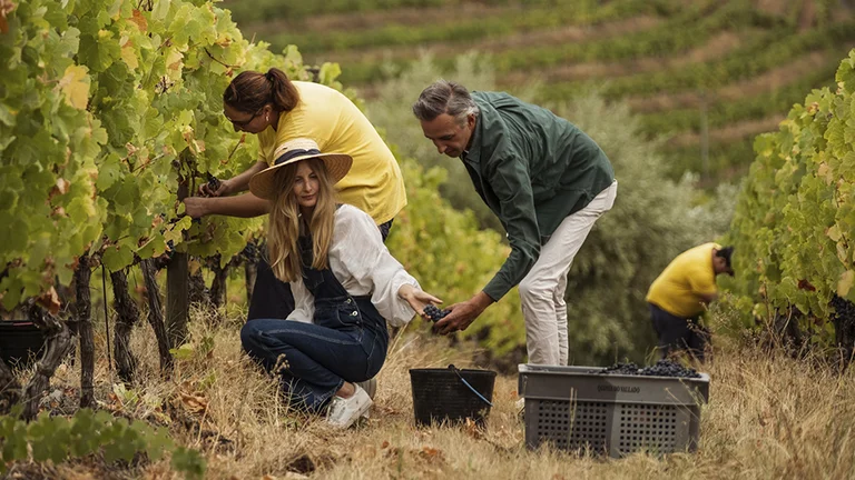 Grape harvest at Quinta do Vallado in the Douro Valley, with workers carefully handpicking grapes.