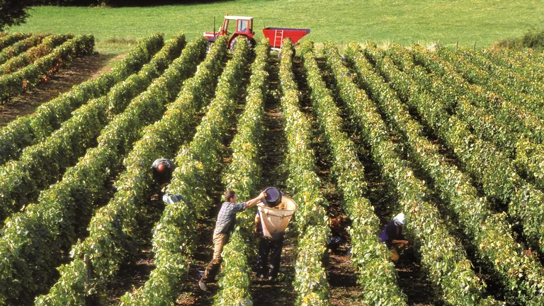 Aerial view of a vineyard with workers harvesting grapes, a red tractor in the background, and lush green rows of vines.