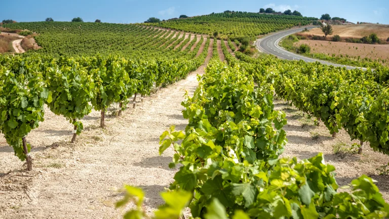 Rows of green vineyards stretching across sunlit hills with a winding road in the background, Cyprus wine region.